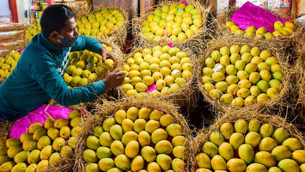 Japan’s Mango Shock: How One Inspection Disrupted India’s Premium Fruit Trade After 20 Years 3 Indian mango exports suspended by Japan after quarantine inspection concerns