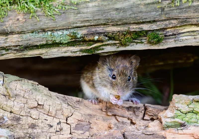 Hantavirus Alarm: Why Experts Say the Cruise Ship Outbreak Is Not the Next Covid 1 Hantavirus cruise ship outbreak
